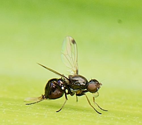 Sepsis sp.